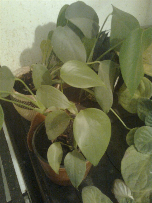 mladi filodendron