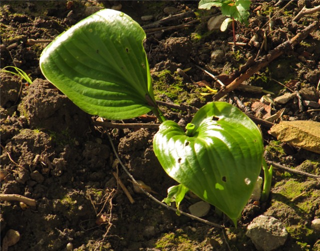 Hosta