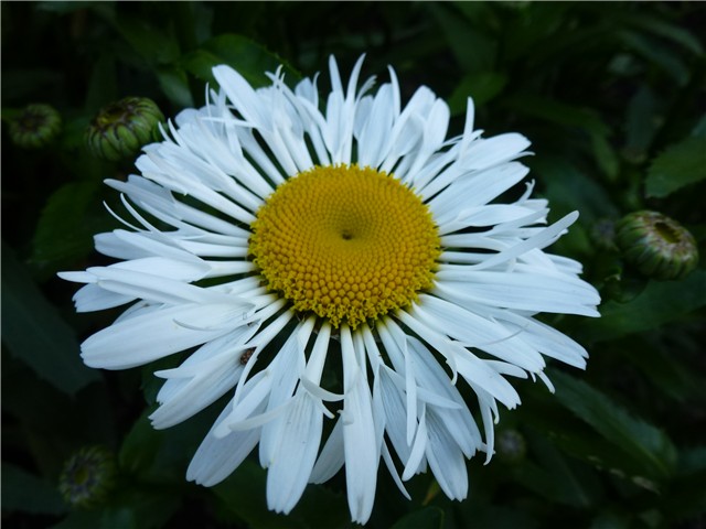 Leucanthemum max. Lacrosse