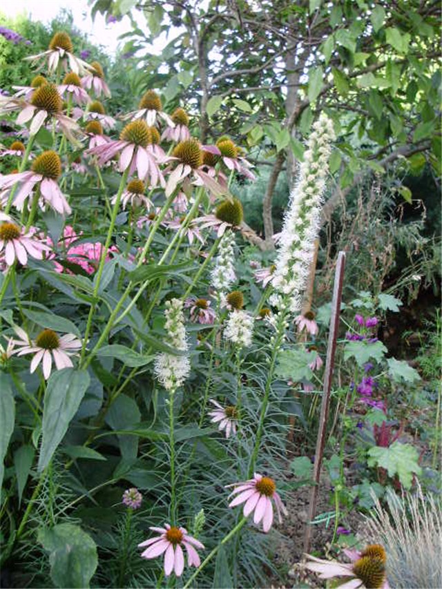 liatris