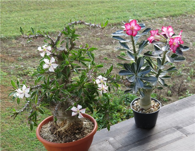 Pachypodium saundersii