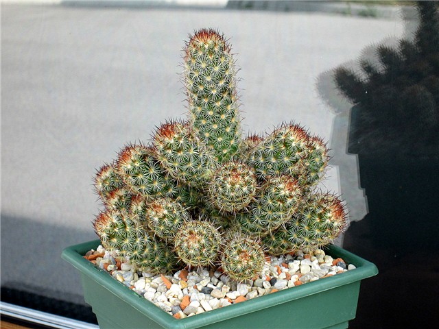 Mammillaria elongata cv. Copper King   