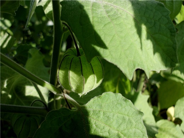  peruanske jagode