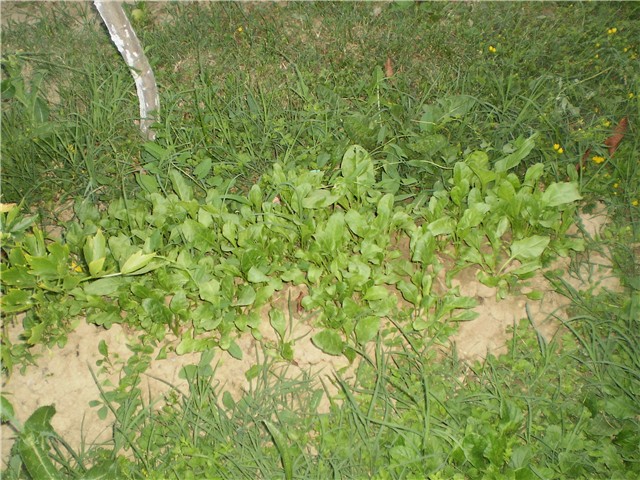 blitva