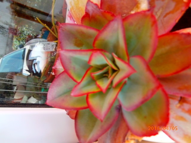 echeveria1