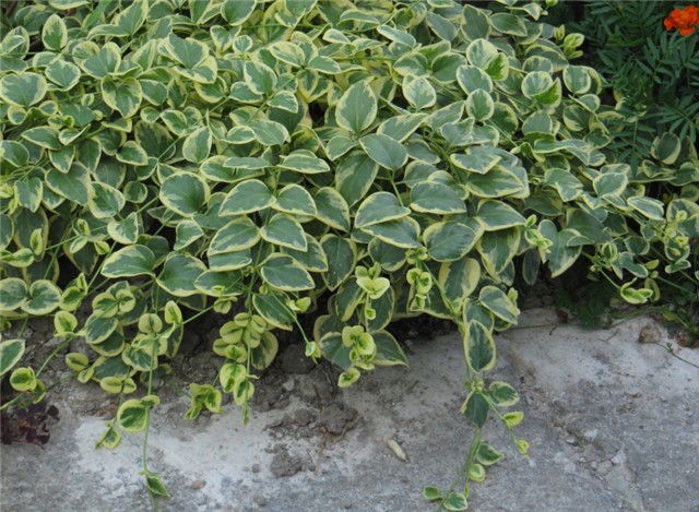 Vinica