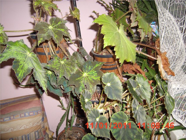 begonia
