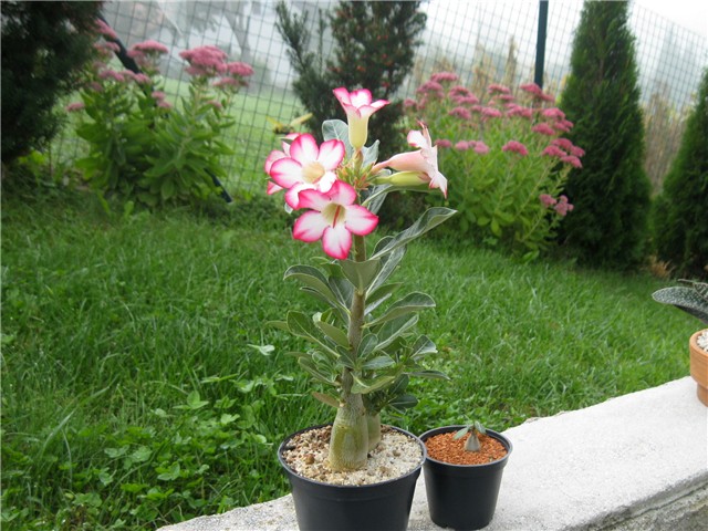 Adenium obesum hibrid, Adenium socotranum