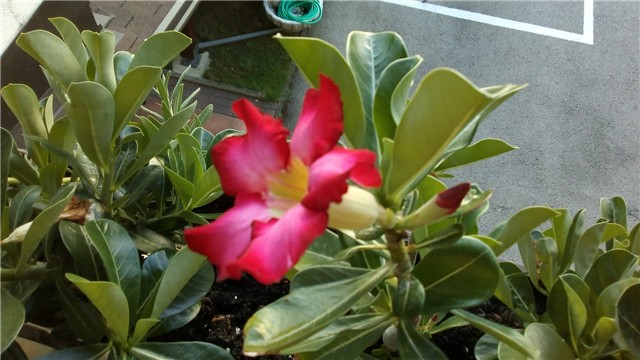 adenium