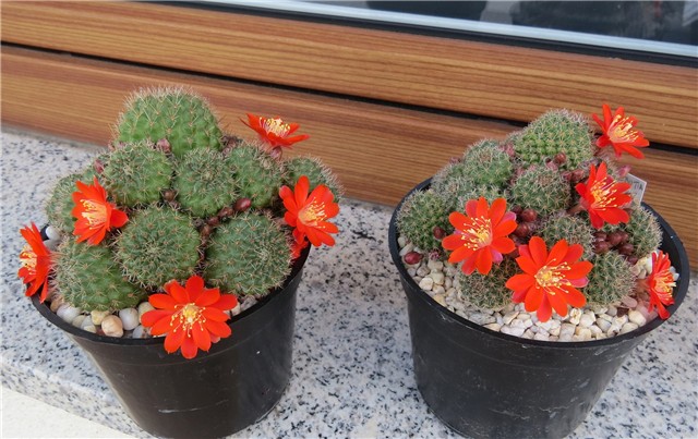 Rebutia brunescens