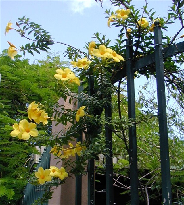 Alamanda katartika