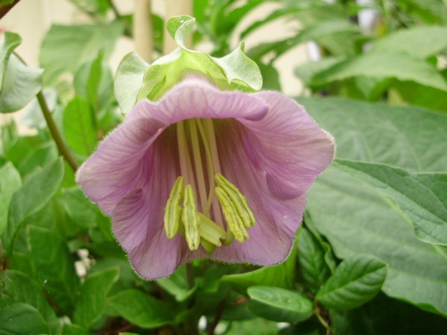 cobaea scandens