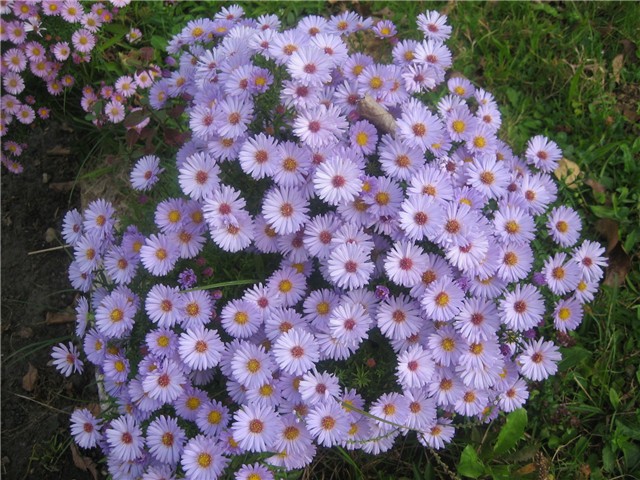 Zvjezdan (aster)