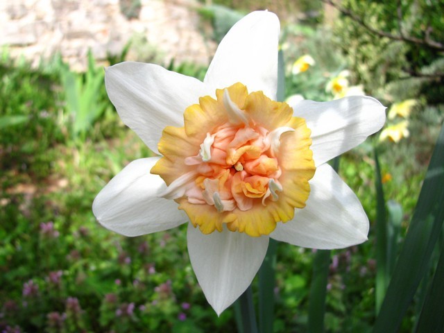 Narcissus 