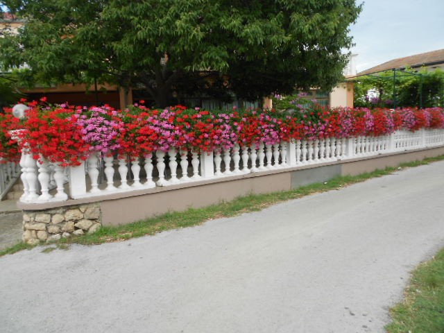 pelargonije seline