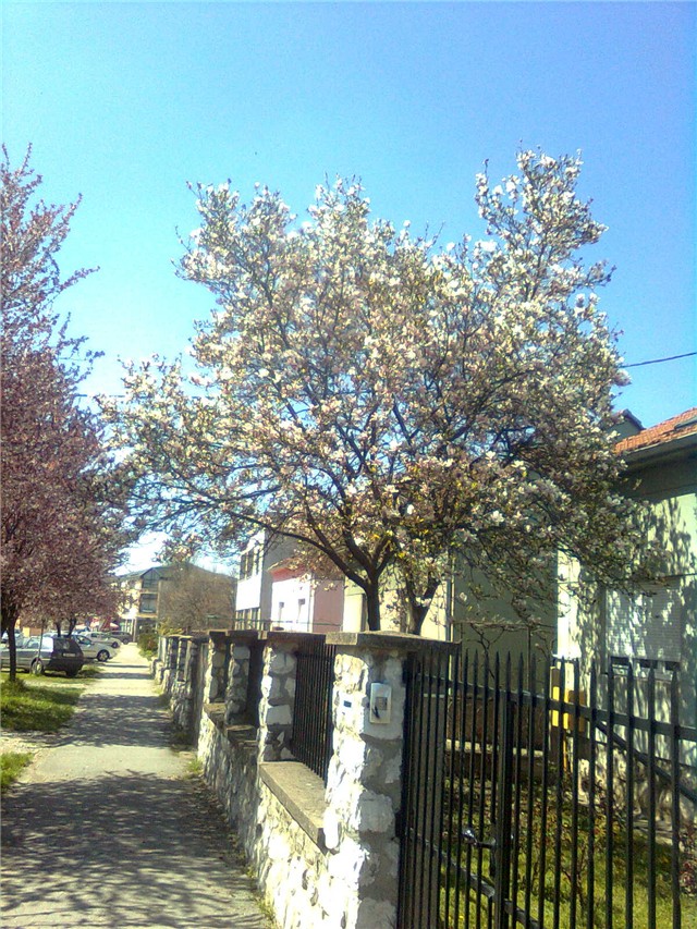 magnolija