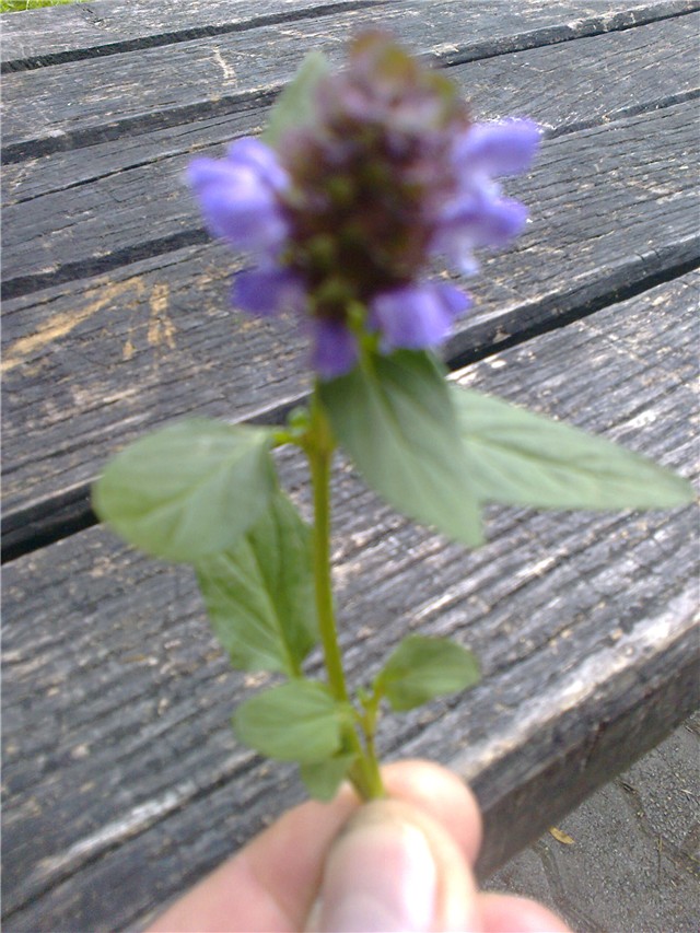 prunella%20vulgaris