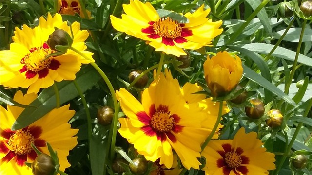 coreopsis