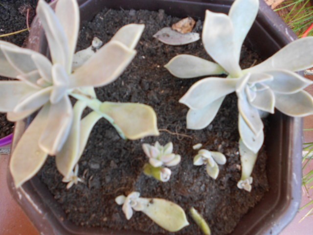 graptopelatum