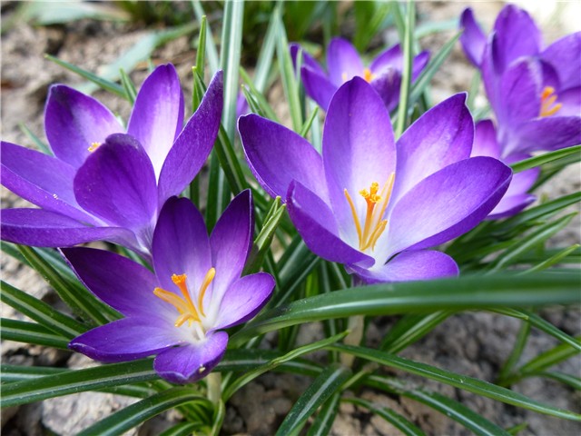 crocus tommasinianus Ruby Giant