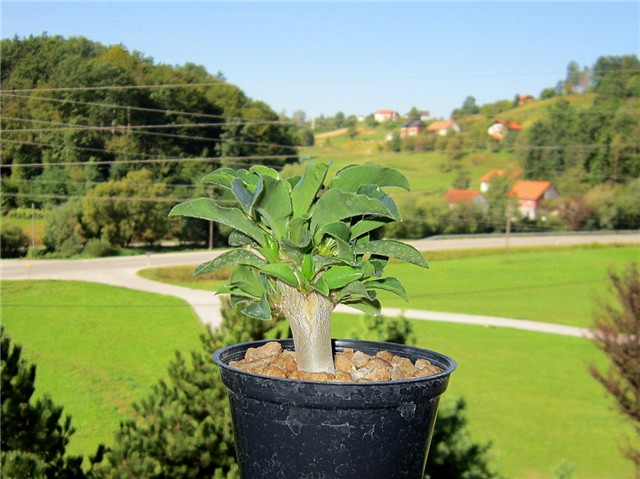 pachypodium saundersii