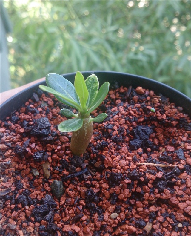 adenium obesum klijanci