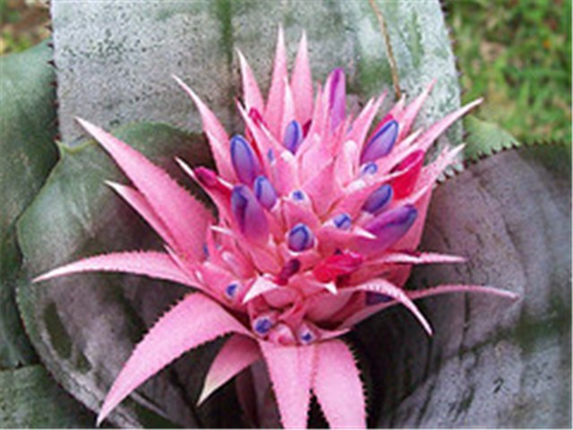 bromelia