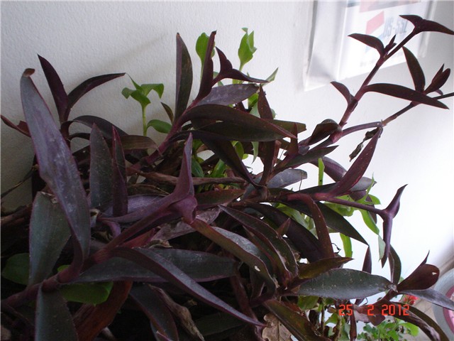 m. tradescantia