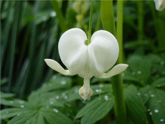 cvijet dicentre bijele