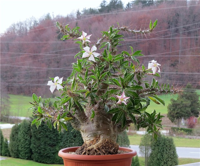 Pachypodium saundersii