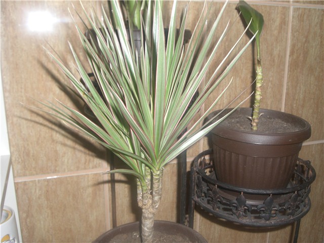 dracena