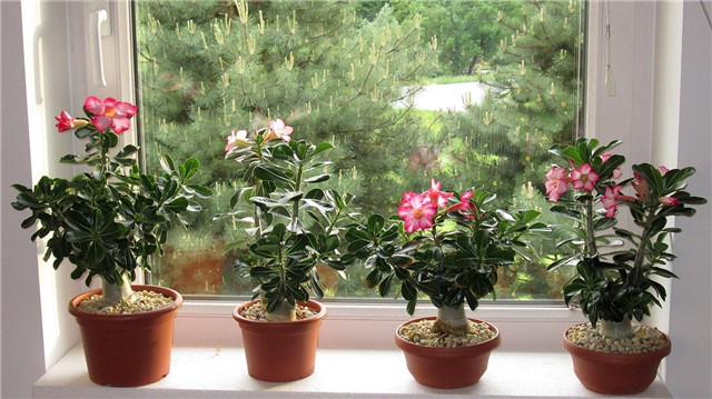 Adenium obesum, sijanci  2012