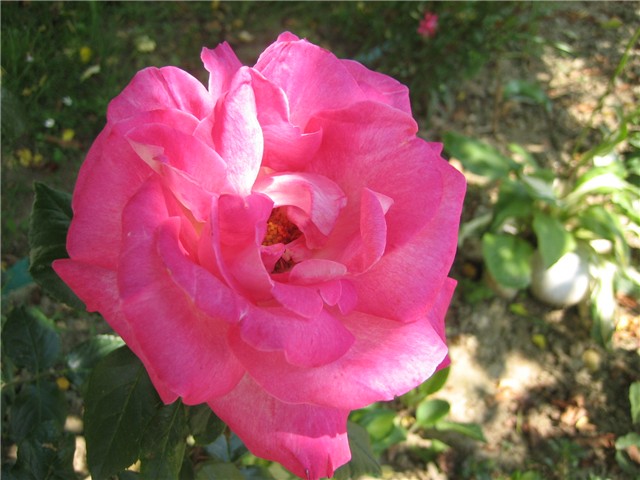 Crvena ruža 2.