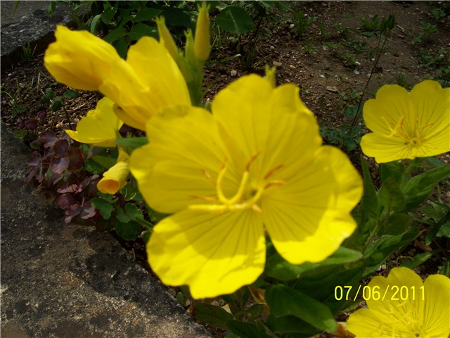 Noćurak oenothera