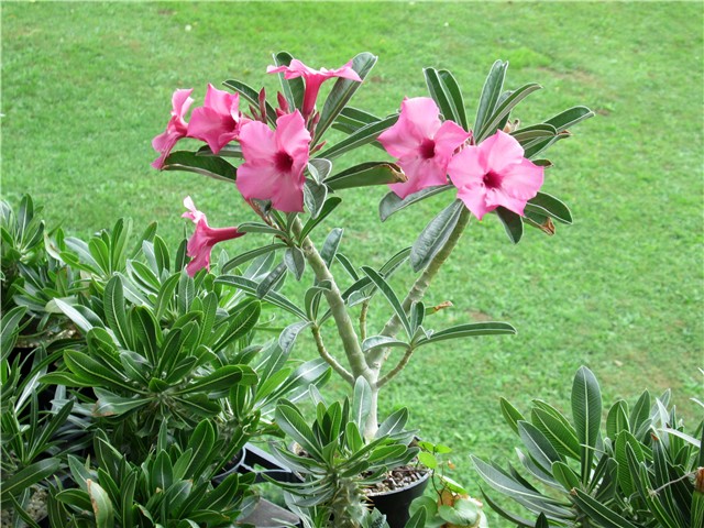 Adenium swazicum 