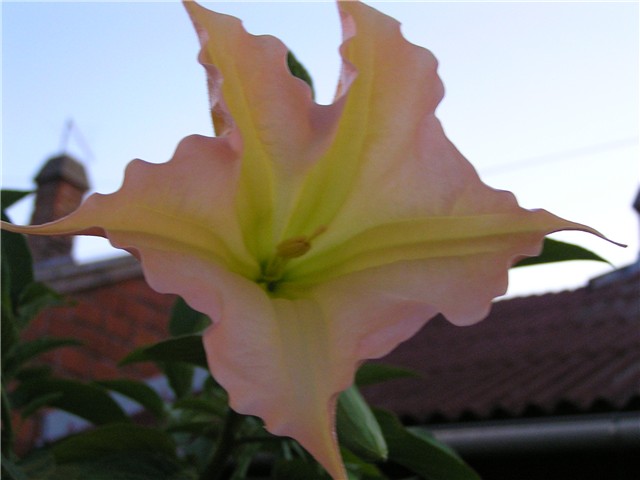 brugmansia