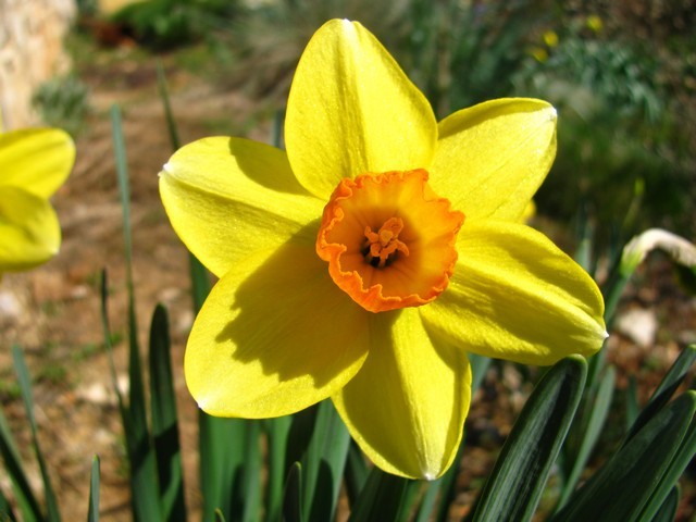 Narcissus