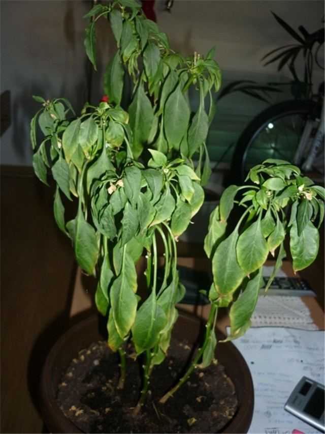 chili