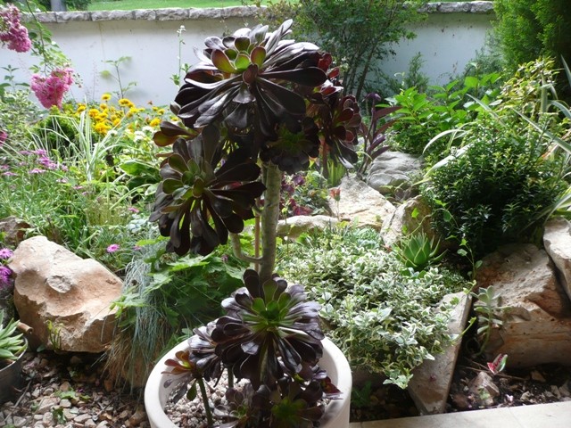 aeonium