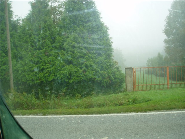 četinari1