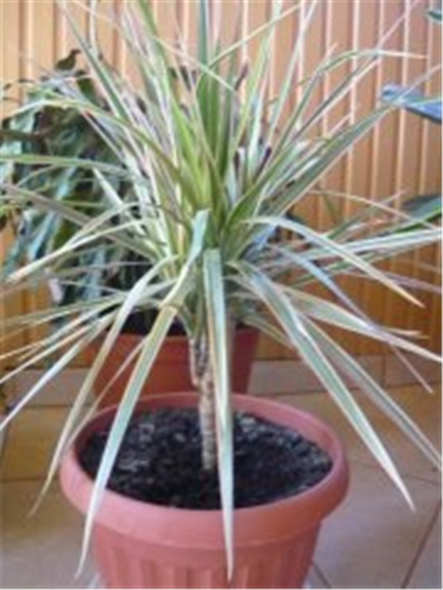DRACENA MARGINATA