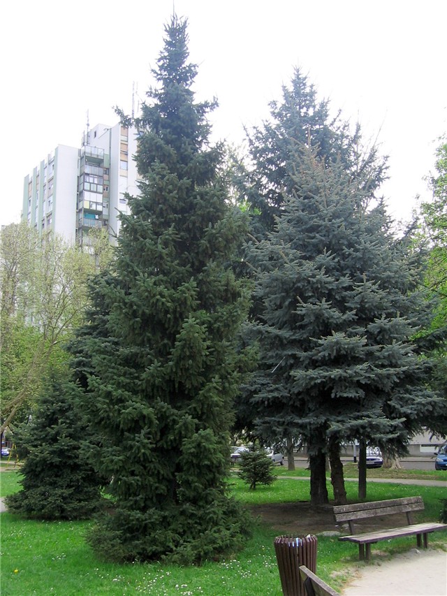 Drveće Gajnica3