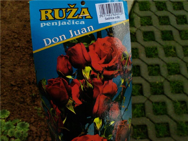 ruža penjačica