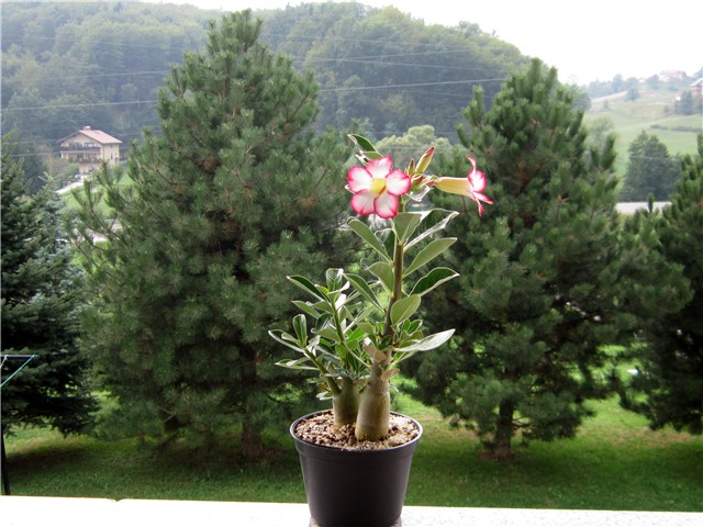 Adenium obesum