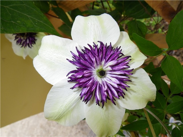 CLEMATIS