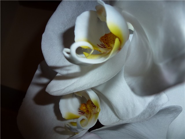 orhideja bijela II