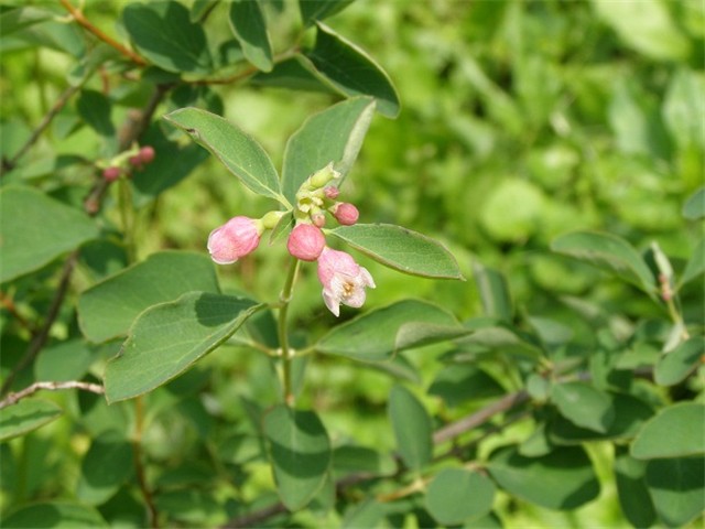 biserak