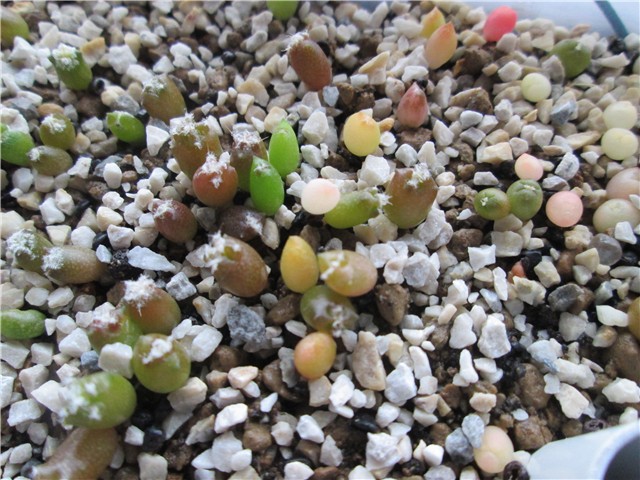 astrophytum hybrids