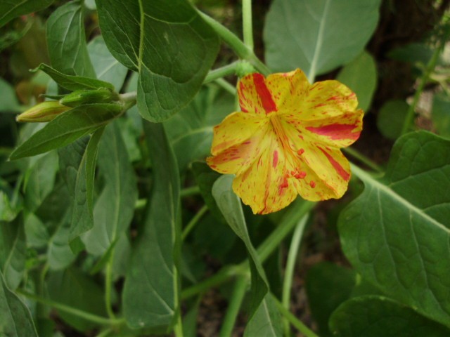 noćna frajla - lat. mirabilis jalapa 