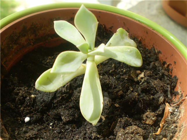 echeveria